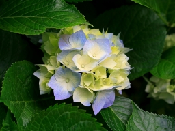 chiubato