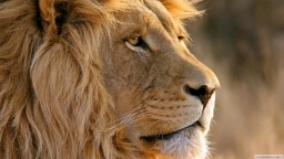 fearless