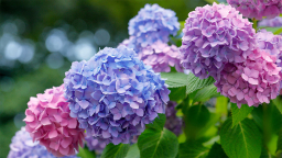 aisha_