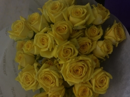 nour20